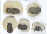 Lot: Assorted Devonian Trilobites - Pieces #92166-1
